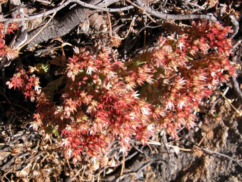 Sedum rubens / Borracina rossa